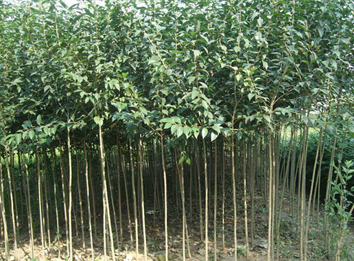 大葉女貞樹什么時候種植成活率更高？